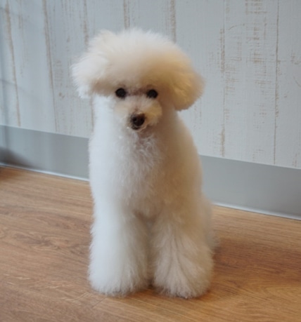 micro mini poodle