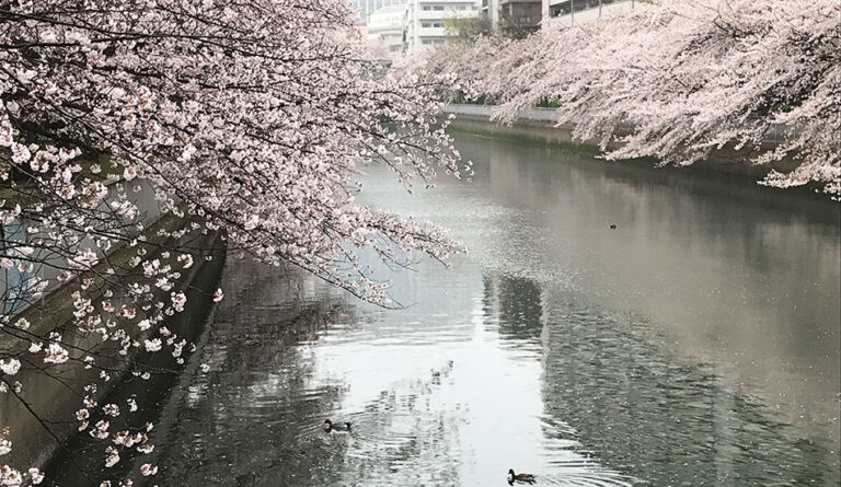 間近で桜が楽しめる！江東区のお店まとめ