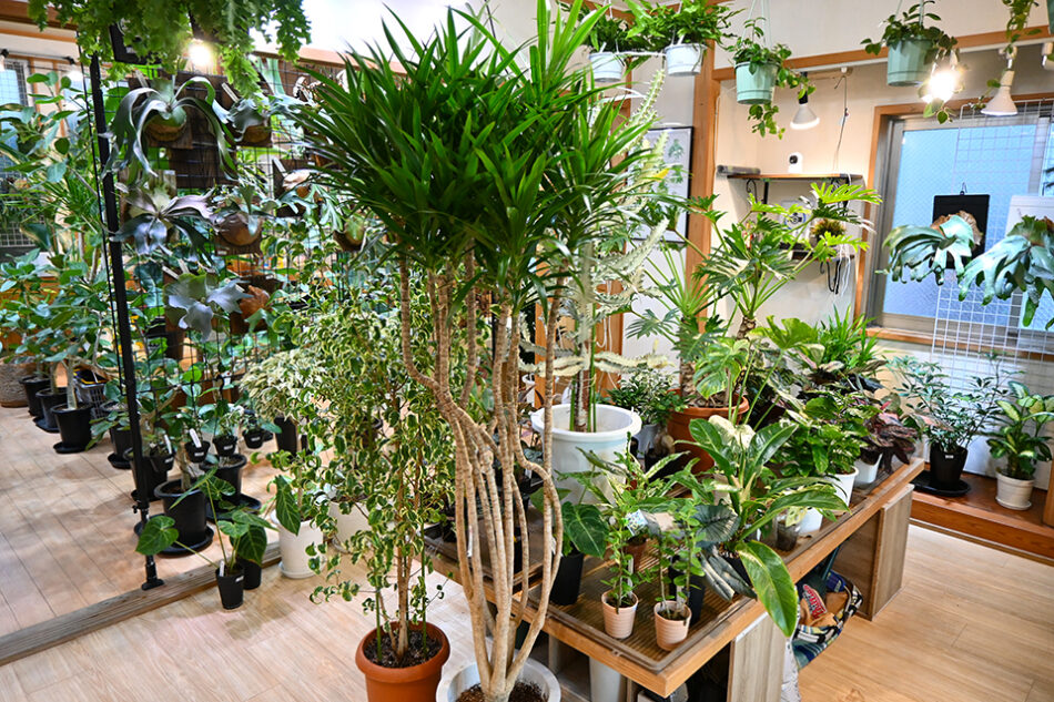 Fucasgreen 深川観葉植物店