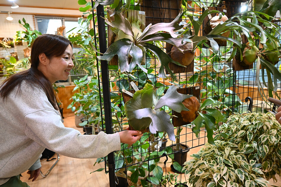 Fucasgreen 深川観葉植物店