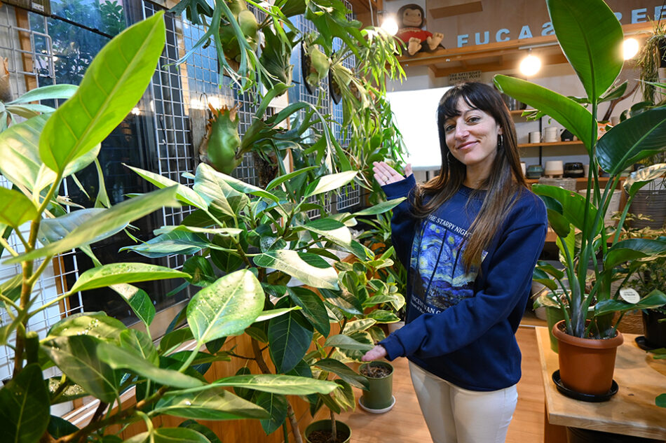 One of the highlights of this shop is its wide selection of staghorn ferns (Platycerium), many of which are mounted on boards or cork. These are tropical plants can also be found in regions such as Africa, Australia, and South America, and certain varieties can be seen in Taiwan and Okinawa. At Fucasgreen, you can find several varieties in one room, which is something quite uncommon. I had never seen them before — they are stunningly beautiful and fascinating. They can be watered normally with a spray bottle or even in the shower, and you can prune them if they grow too large.